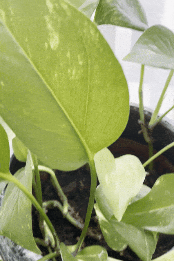 Pothos ako obľúbená izbová rastlina z Instagramu