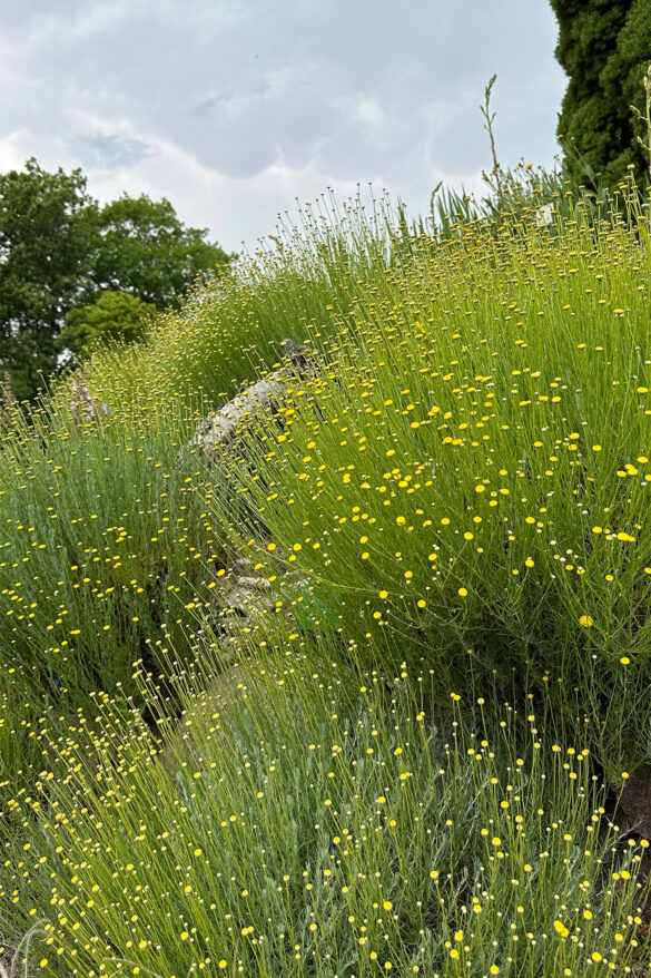 Detail na kvety a zeleň v botanickej záhrade v Kodani